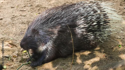 Indian crested porcupine chewing twig on sandy ground outdoors. Close up 4K footage