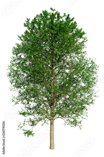 Alder or Alnus Glutinosa, medium-sized riverine tree. Isolated tree for composition. Summer version.