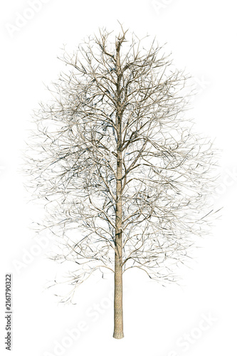 фотографія Alder or Alnus Glutinosa, medium-sized riverine tree