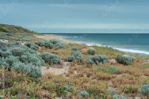 Obraz na płótnie Silver native shrubs overlooking a Western Australian beach