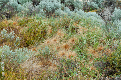 Quadro su tela Golden tumbleweed-like seed heads stand out among silver shrubs and windswept co