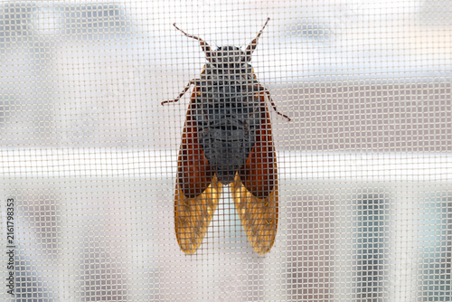 網戸にとまってミンミン鳴く夏のセミ