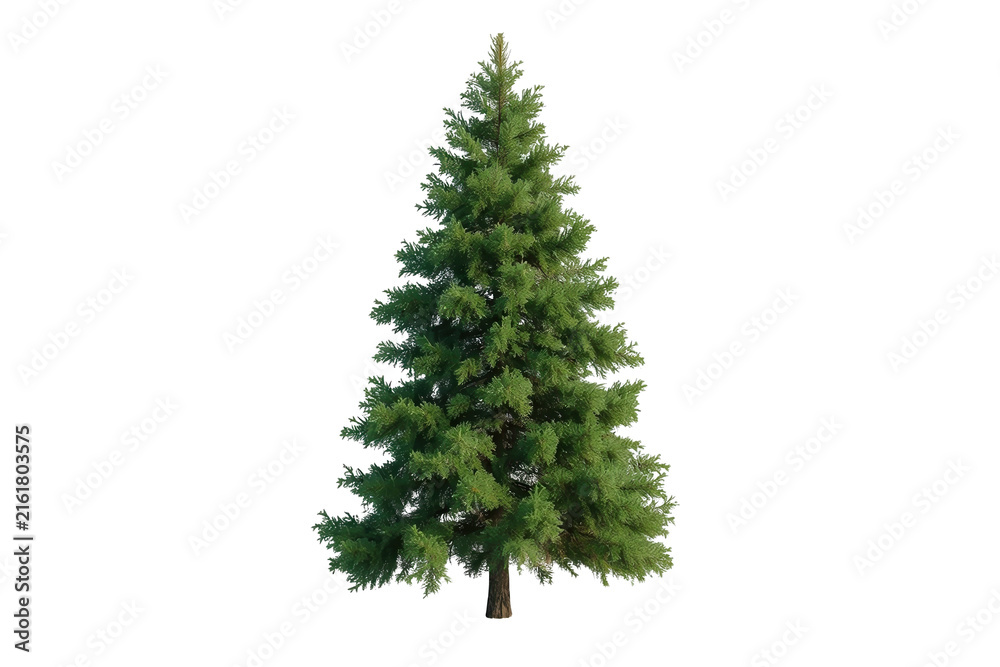 Fototapeta premium Lush Green Evergreen Tree