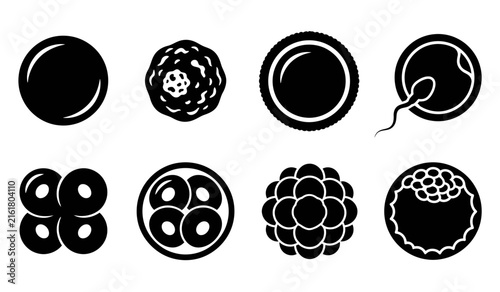 Foto Stages of embryonic development from fertilization to blastocyst shown in a blac