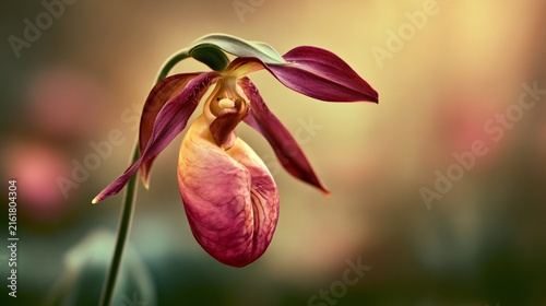 Beautiful Lady's Slipper Orchid Flower in Natural Setting