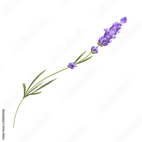 Hand drawn lavender bush vector illustration isolated