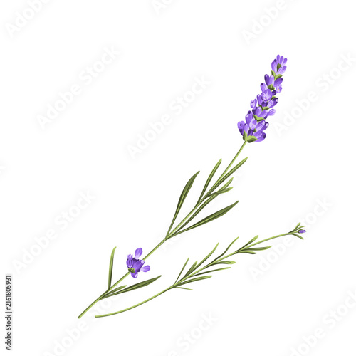 Hand drawn lavender bush vector illustration isolated