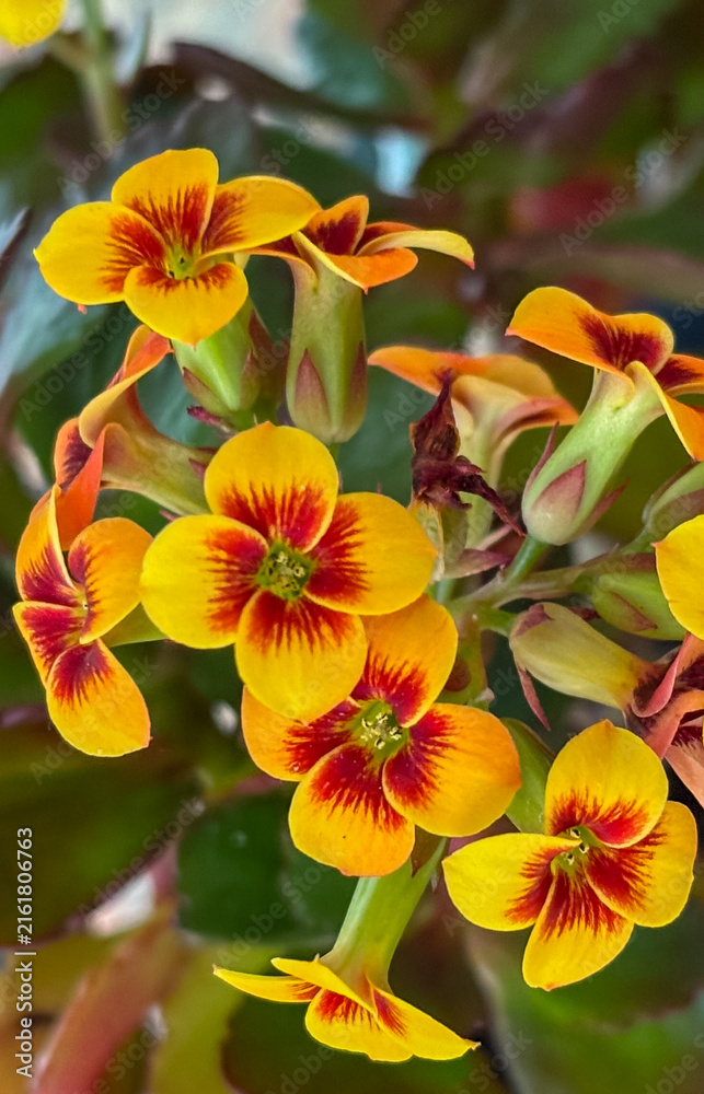 Fototapeta premium Yellow and red bicolor Kalanchoe flowers in plant pots. Focus on botany, succulents, and gardening for stock.
