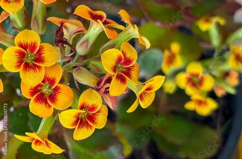Konstfotografi Yellow and red bicolor Kalanchoe flowers in plant pots