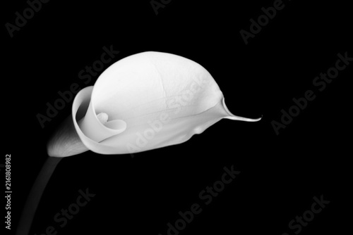 Quadro su tela white calla lily