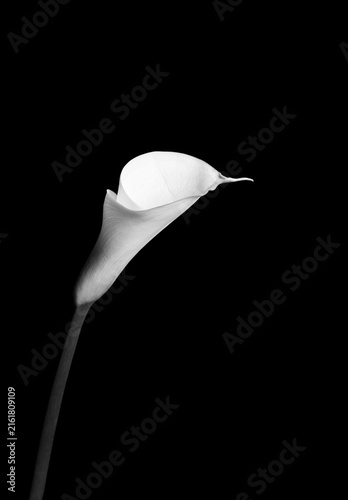 Fotografie white calla lily
