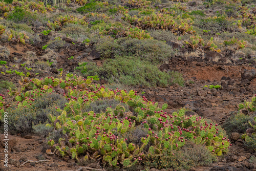 Feigenkakteen (Opuntia ficus-indica), Teno-Gebirge, Teneriffa