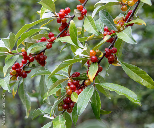 autumn olive branch with berries edible delicious