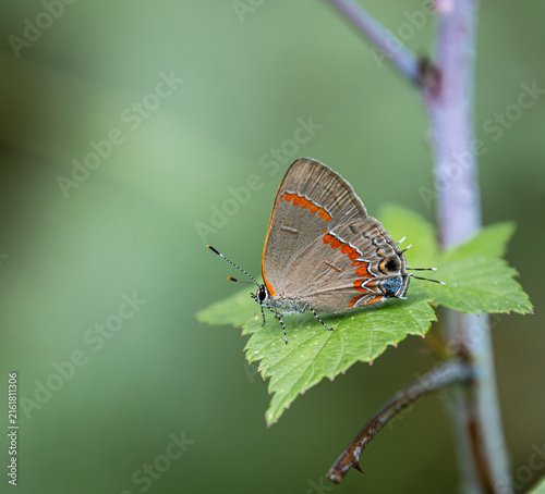 red-banded hairstreak butterfly on leaf isolated details closeup