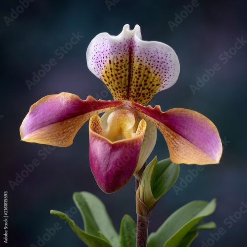 A detailed macro shot of a vibrant Paphiopedilum lady slipper orchid in full bloom, featuring purple, yellow, and white patterned petals against a dark, moody background.