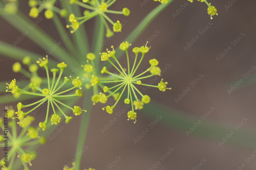 A macro shot of the teeny tiny yellow flowers of a fully opened dill plant. 