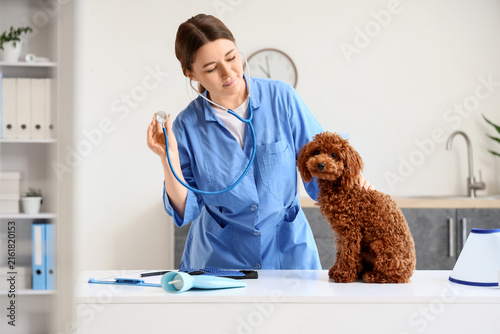 Pet healthcare and animal wellness, veterinarian examining a cute poodle dog ...