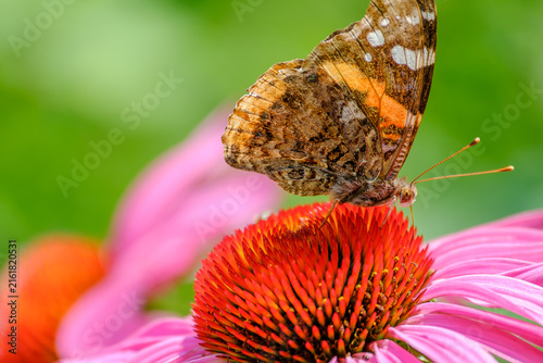 Foto Red Admiral Butterfly on Coneflower Macro Nature Close-Up