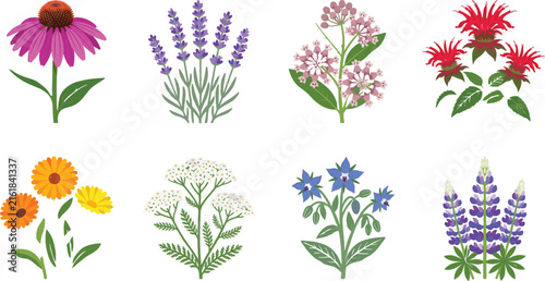 Wildflower Botanical Collection with Colorful Floral Stems and Foliage Isolated on White Background