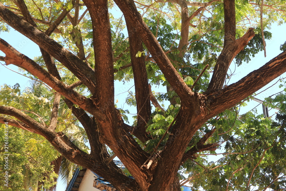 Obraz premium tree in the park