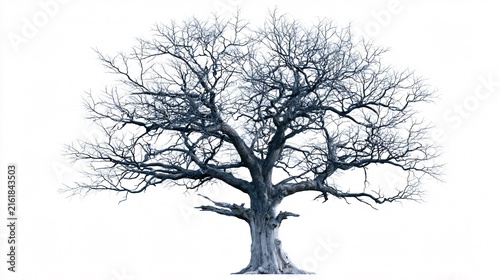 Winter Oak Tree Silhouette: Elegant Single Bare Tree Isolated on Black Background