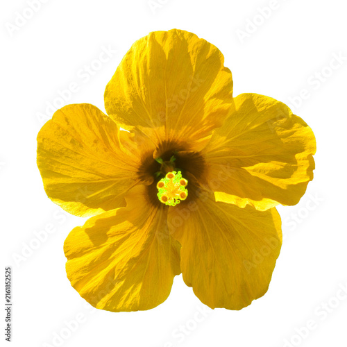 Yellow Hibiscus flower macro
