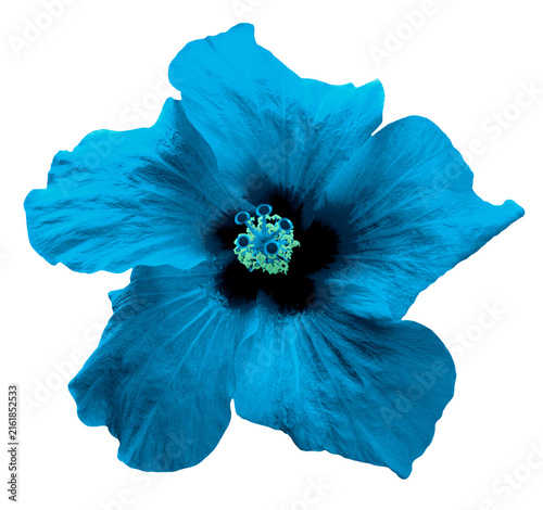 Blue Chinese rose flower