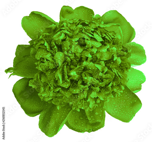 Green peony flower macro