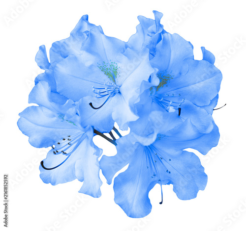 Blue lily flowers bush macro