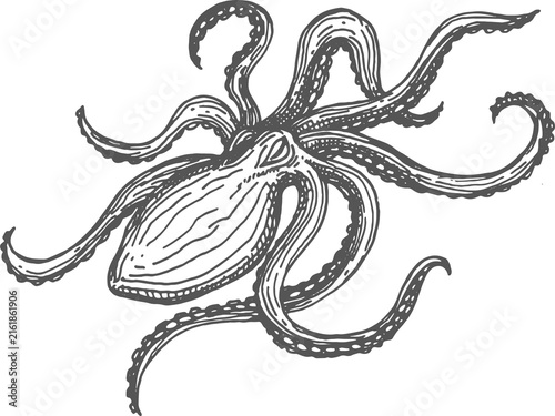 Octopus isolated eight-limb mollusc, soft-bodied