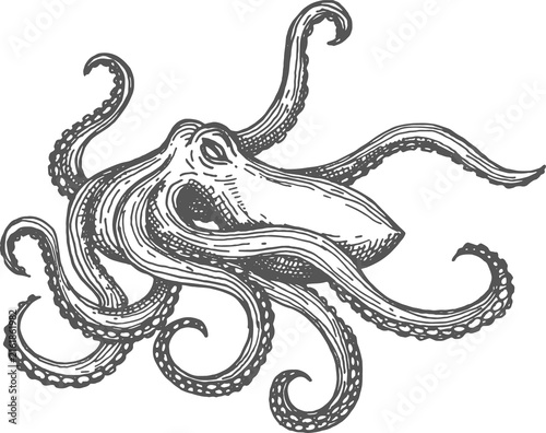 Marine animal Octopus sketch sea monster isolated