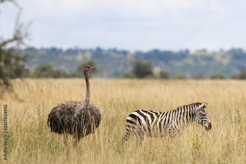 Naklejka premium Ostrich and zebra walking through African savanna grassland