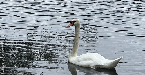 Fotografie Graceful white mute swan swimming on calm water surface.