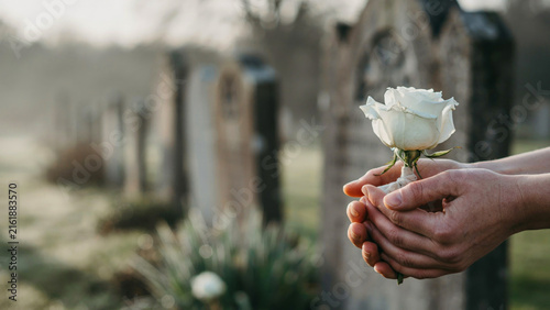 A tender moment of remembrance as hands gently hold a white rose in a serene graveyard.