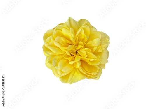 Фотография Yellow rose flower isolated on transparent background
