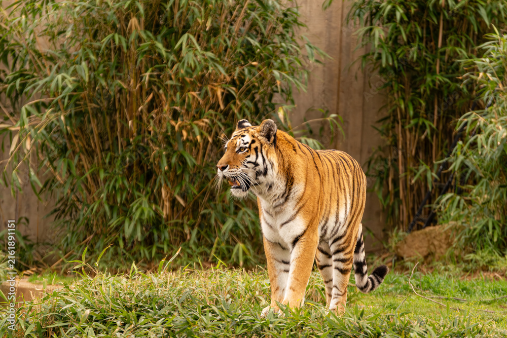 Fototapeta premium Prowling Tiger with Fangs Showing