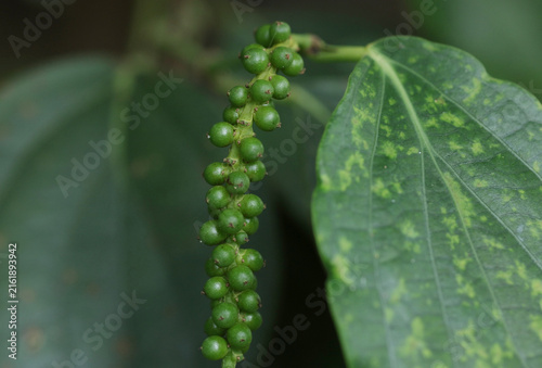 Green peppercorns on the plant.