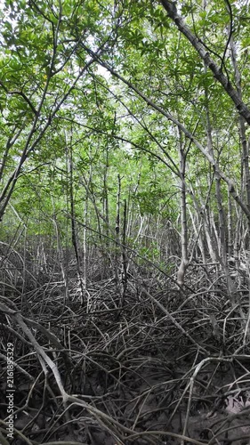 Dense Mangrove Woodland of Tall Stilt Roots and Canopies Featuring Xylocarpus and Rhizophora Species (Vertical Footage)