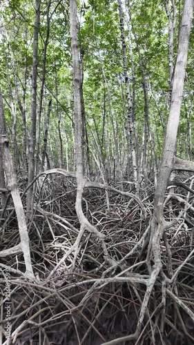 Dense Mangrove Woodland of Tall Stilt Roots and Canopies Featuring Xylocarpus and Rhizophora Species (Vertical Footage)