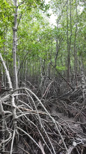Dense Mangrove Woodland of Tall Stilt Roots and Canopies Featuring Xylocarpus and Rhizophora Species (Vertical Footage)