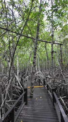 Dense Mangrove Woodland of Tall Stilt Roots and Canopies Featuring Xylocarpus and Rhizophora Species (Vertical Footage)
