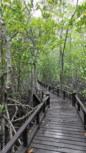 Dense Mangrove Woodland of Tall Stilt Roots and Canopies Featuring Xylocarpus and Rhizophora Species (Vertical Footage)