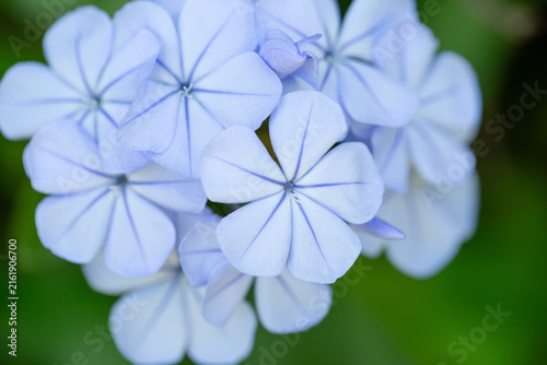 Konstfotografi Plumbago Auriculata, Royal Leadwort Cape, California Blue Plumbago, Sky Flowers,
