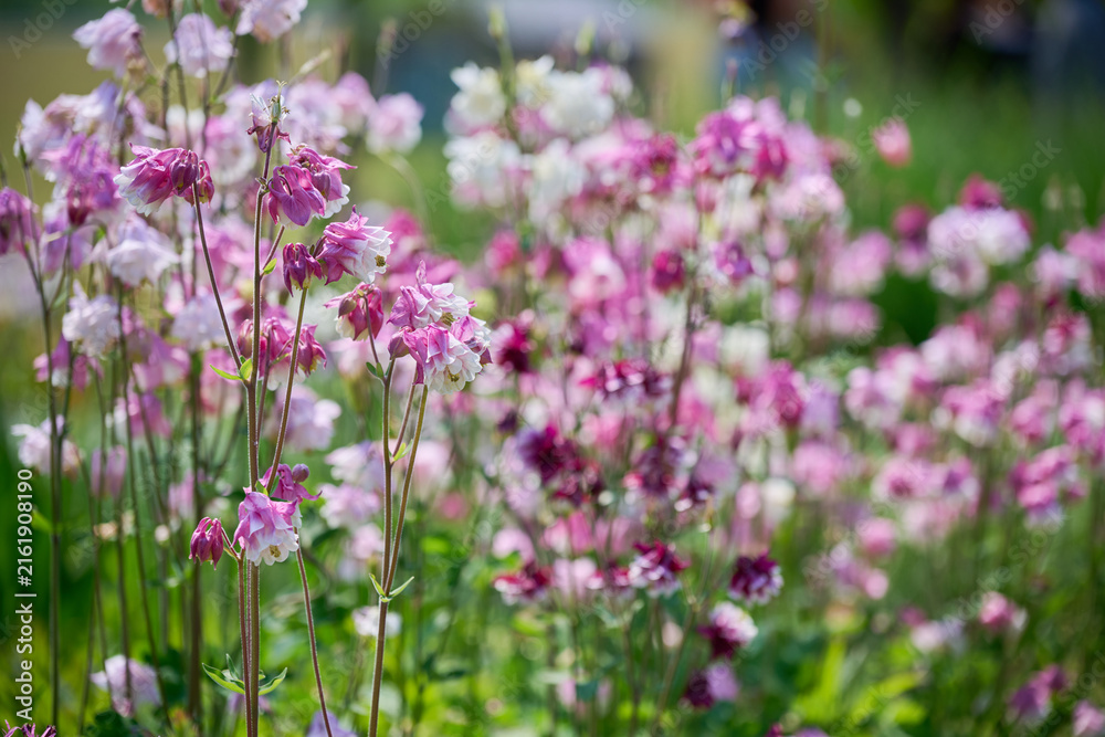 Obraz premium Delicate pink and purple columbine flowers blooming in a sunny spring garden field