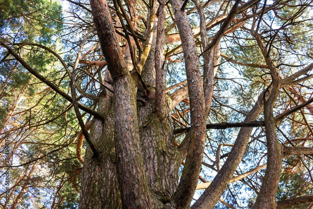 Obraz premium Low-angle view of an old rugged pine tree trunk with intricate twisting branches reaching towards the clear sky, showcasing textured bark and wild natural growth in the forest