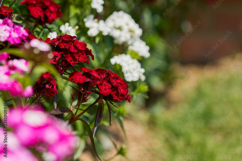 Obraz premium Red Sweet William flowers blooming with soft garden copy space