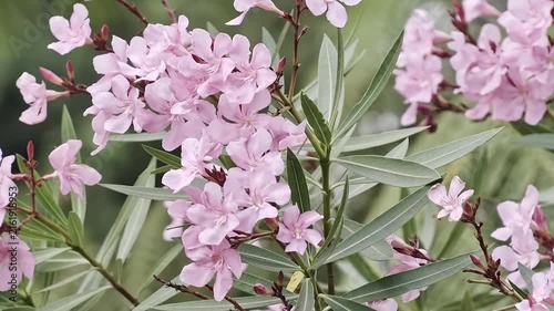 Blooming pink oleander flowers swaying gently on green bush in garden