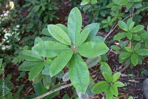 Rhododendron, whorled spiral cluster elliptic-to-oblong leathery green leaves, bud cluster (Ericaceae) (close-up, shade) 6090