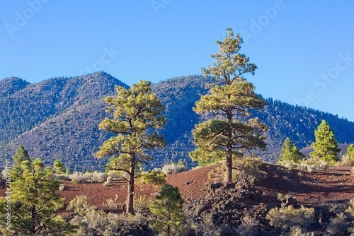 Large pine trees is in the foreground on a cinder hill, and forest covered mountains in the background. Sunset Crater Volcano National Monument, Flagstaff, Arizona.