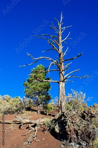 A large dead pine tree is in the foreground, a smaller one is in the background. They are on a volcanic cinder and basalt rock  hill. Sunset Crater Volcano National Monument, Flagstaff, Arizona.